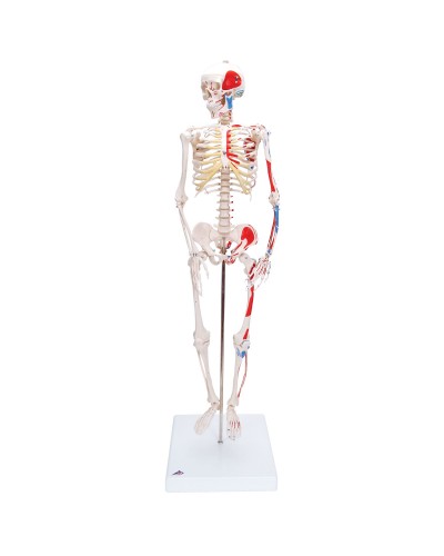 Mini Human Skeleton - Shorty - with painted muscles, pelvic mounted